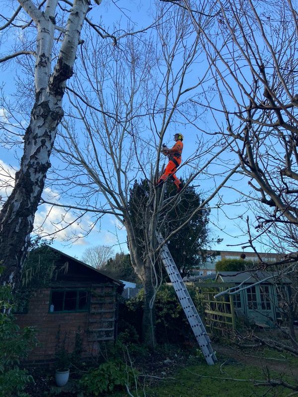 Tree climber in orange protective clothing cutting in a bare tree with a ladder, brick shed and summerhouse below