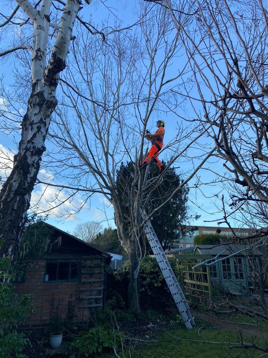 Tree surgery for Droitwich homes