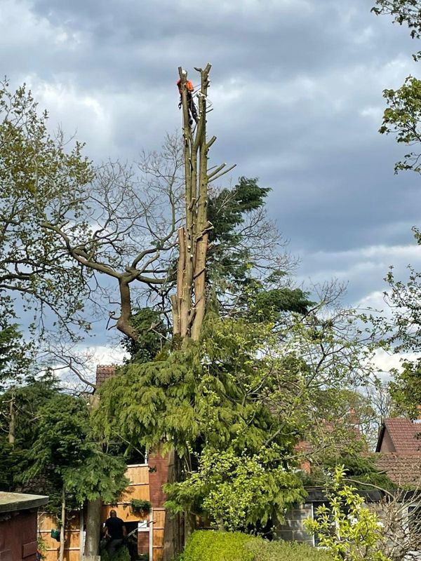 Climber at the top of a tall conifer stripped to bare stems, with a worker near the base