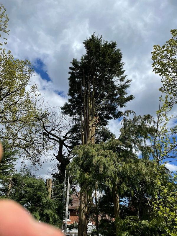 Looking up at the bare cut stems of a tall conifer above other garden trees and a ladder