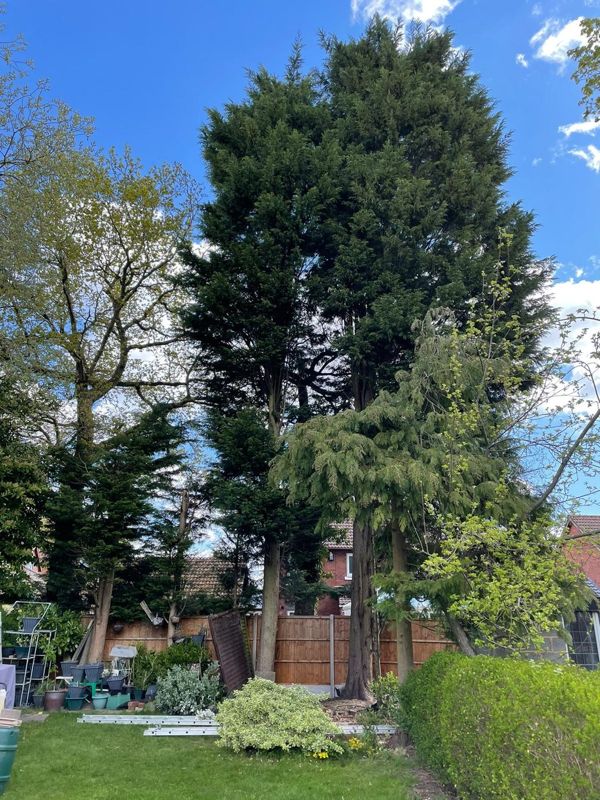 Two very tall dark conifers behind a lawn, hedge and close-board fence before any cutting