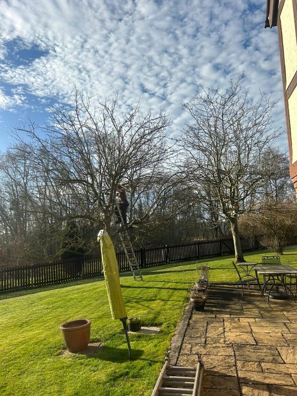 Person on a ladder pruning a bare tree in a garden with a patio and fence