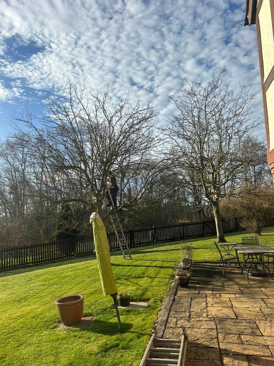 Crown Lifting in Sutton Coldfield