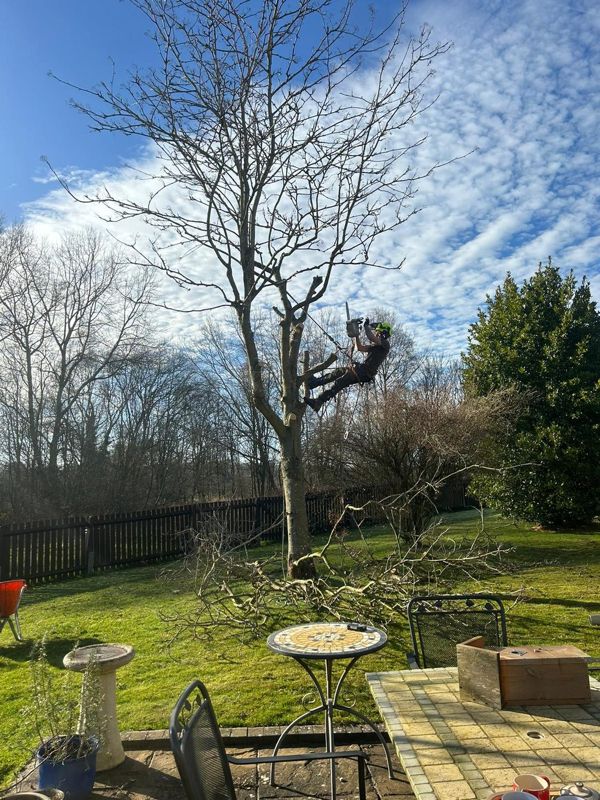 Tree climber on a rope holding a chainsaw in a leafless tree above a lawn