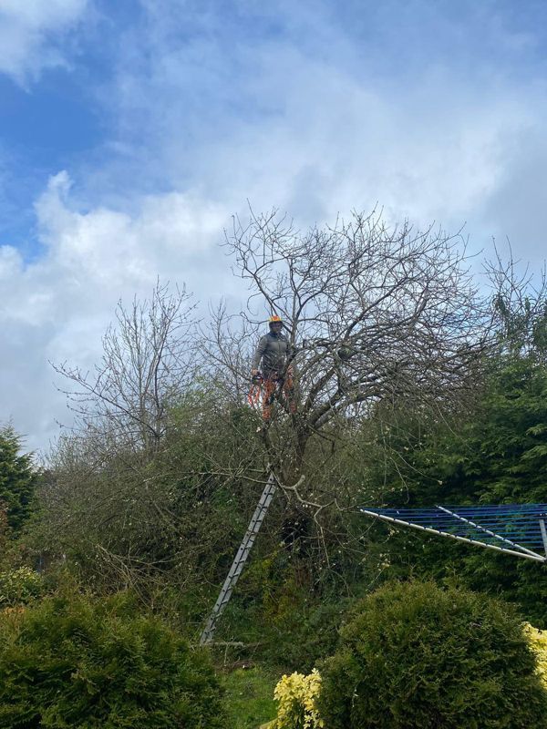 Person standing high in a bare tree beside a ladder and a rotary washing line