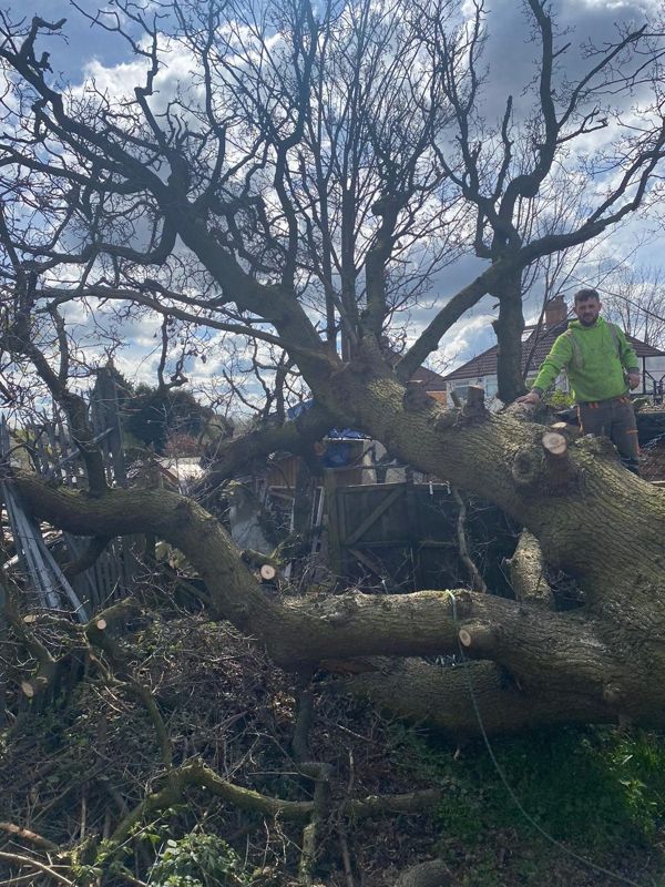 Worker standing on a large oak limb with several cut ends lying in a garden