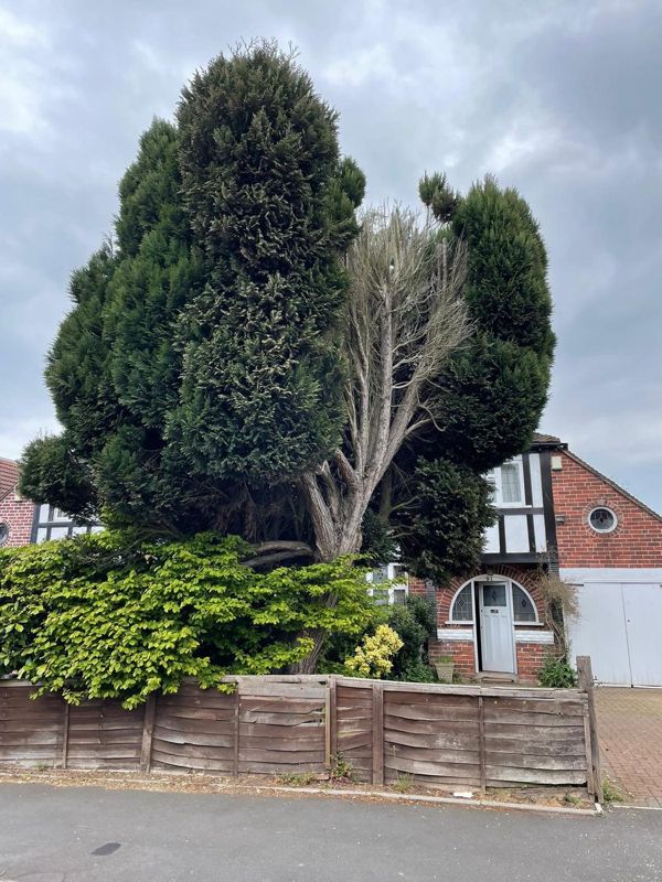 Tall overgrown conifers with a dead brown centre covering the front of a brick and timber house