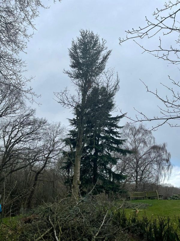 Tall dark conifer beside a bare pale trunk, with a pile of cut branches and benches behind
