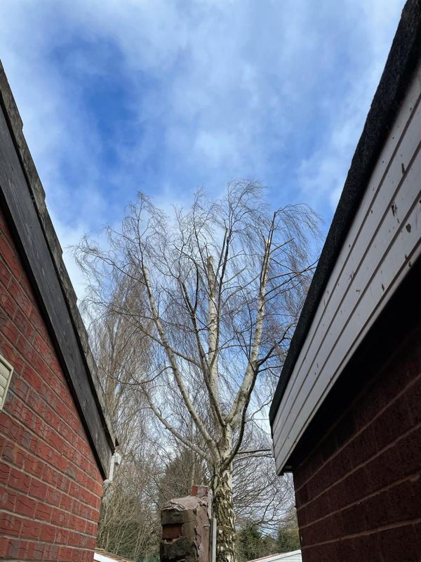 Looking up between two brick garages at a silver birch with pale cut stems against blue sky