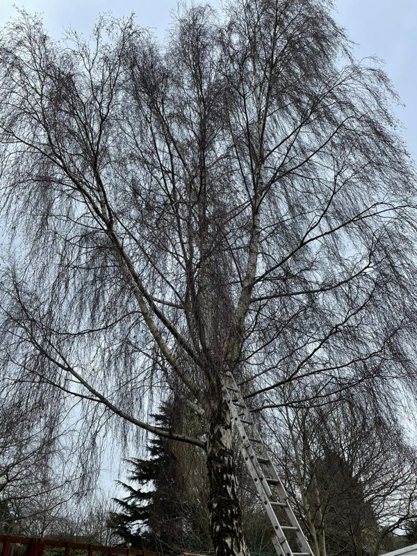 Large silver birch with drooping branches and an aluminium ladder resting against its trunk
