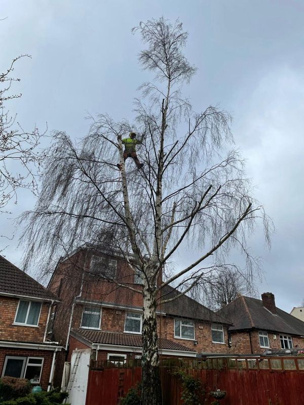 Tree climber in hi-vis high in a tall silver birch above rooftops and a red fence