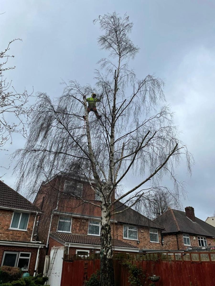 Tree Pruning in Northfield