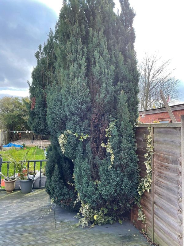 Tall dark green conifer growing against a wooden garden fence with ivy on it