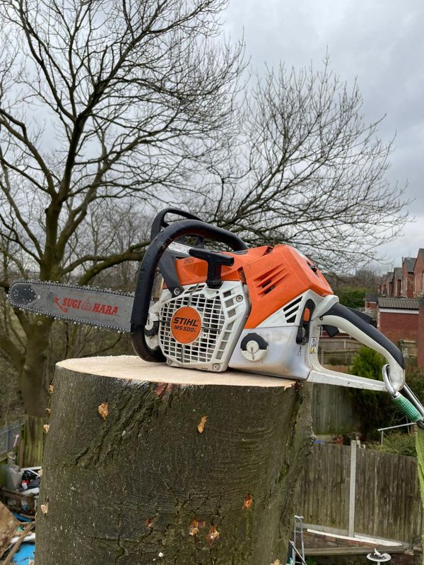 Pale cut surface of a large tree trunk with a chainsaw on top and leafless tree behind