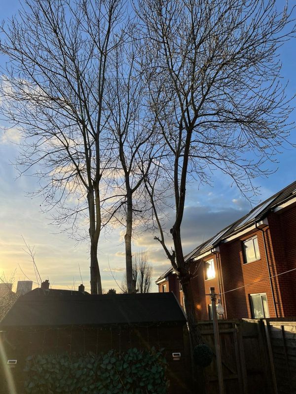 Three tall leafless trees against a sunset sky behind a garden shed and brick houses