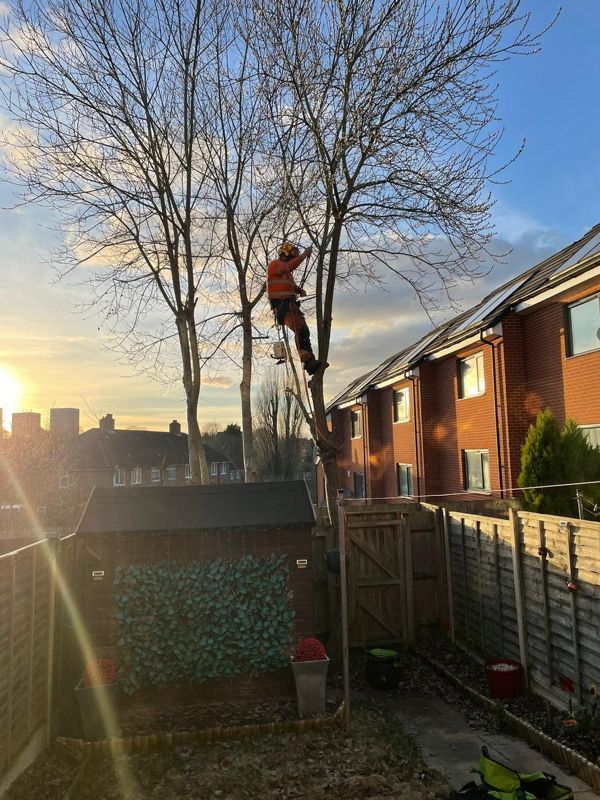 Tree climber in orange work clothing high in a bare tree above a garden shed and fence