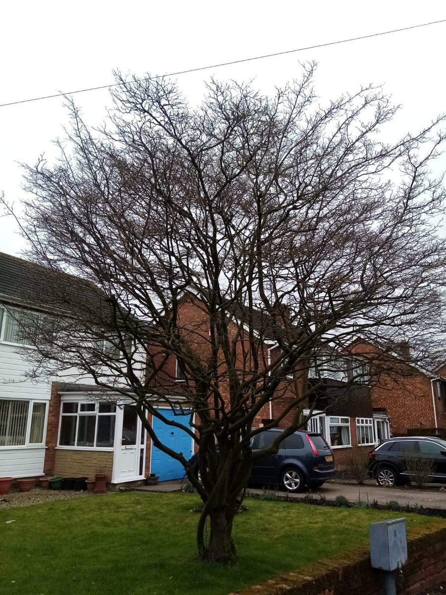 Tree pruning for Droitwich homes
