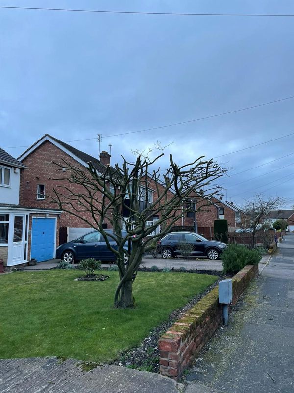 Front garden tree after pruning, with shortened branches, a drive with cars and a brick wall