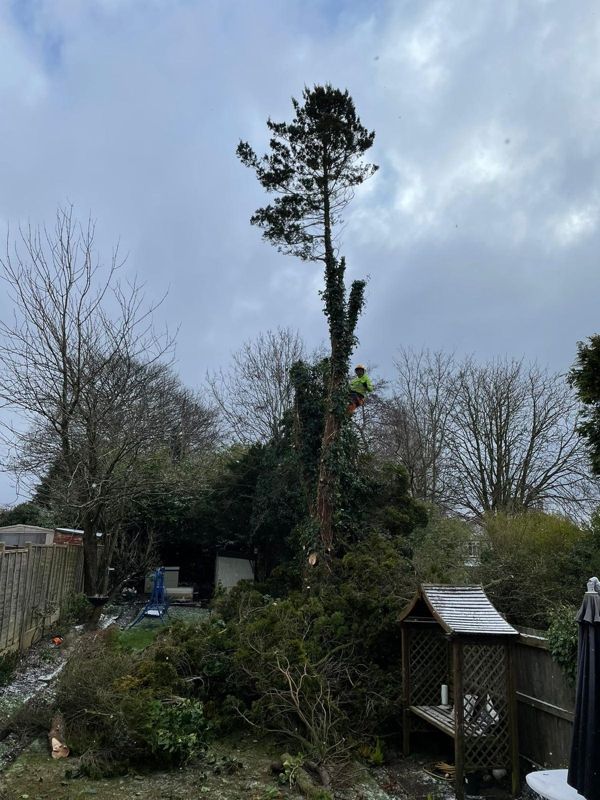 Tall pine tree with ivy on its trunk and a worker in high-visibility clothing partway up, over a garden