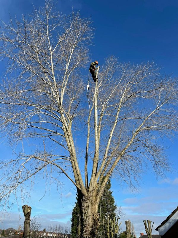 Climber in orange helmet roped high in a tall leafless tree against a deep blue sky, with cut stems below