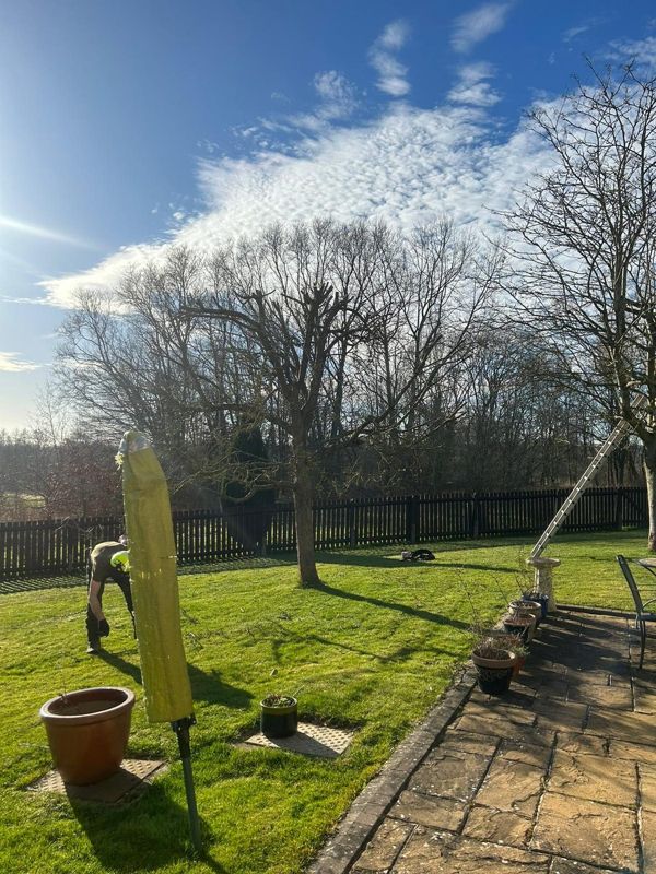 Bare garden tree cut back on a sunny lawn beside a stone patio, with a ladder and worker visible