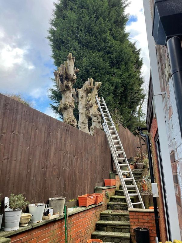 Long ladder leaning on brick garden steps below three cut trunks and a tall green conifer