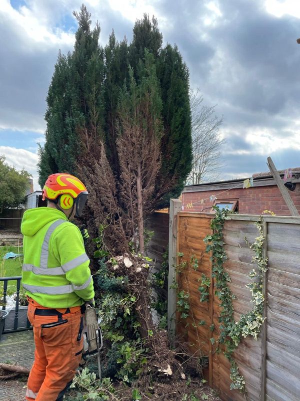 Worker in high-visibility clothing holding a chainsaw next to a tall conifer and ivy-covered fence