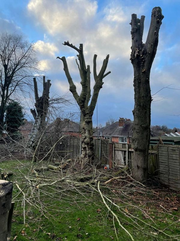 Three large trees reduced to bare stems above garden fences, with cut branches lying on the grass