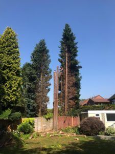 Tall green conifers in a garden with one bare trunk standing among them beside a fence