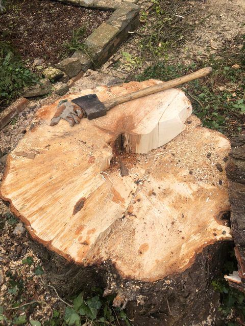 Wide freshly cut tree stump with an axe lying on top and sawdust around it