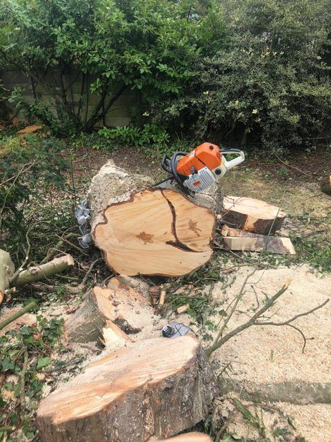 Large cut section of tree trunk with a chainsaw resting on it and logs on the ground