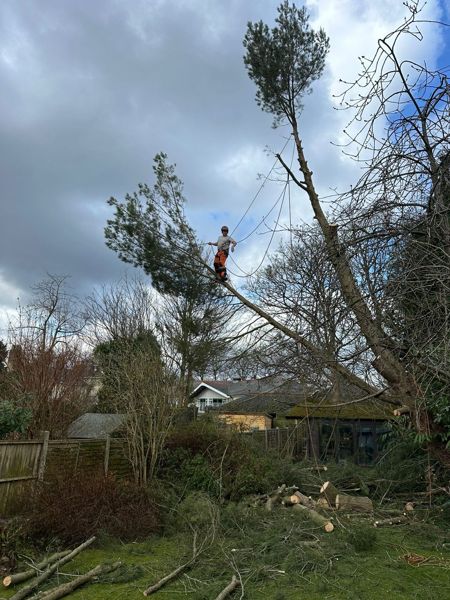 Climber high in a leaning pine tree above a garden with cut logs scattered on the lawn