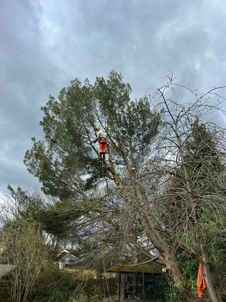 Tree climber on a rope in the crown of a large pine behind a garden shed
