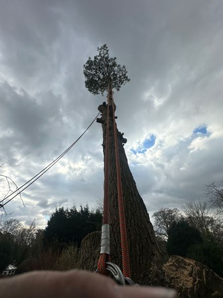 View up the trunk of a tall pine showing climbing ropes and a small tuft of green at the top