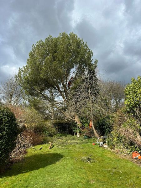 Large pine in a garden with a small climber visible in the branches and tools on the grass