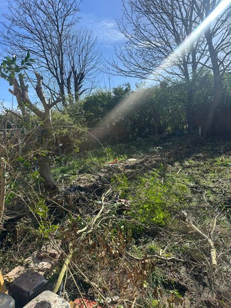 Cut branches and low growth on the ground in a garden with bare trees in sunshine behind