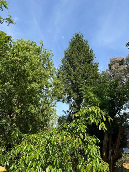 Tall conifer standing above leafy garden trees against a blue sky before felling work