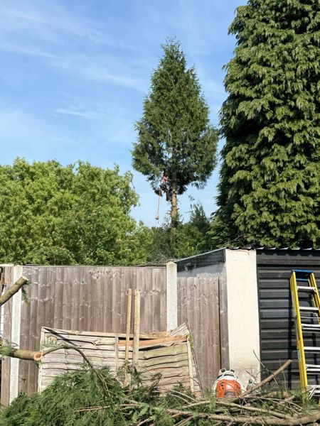 Climber high in a conifer above a garden fence and flat-roofed garage with a ladder beside it