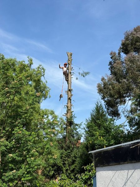 Tree climber on a stripped conifer trunk with ropes against a blue sky above garden trees