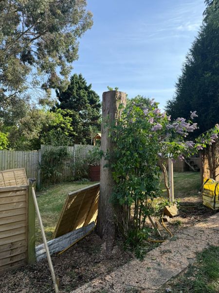 Standing section of cut trunk beside a flowering lilac with wood chip on the ground and fence panels nearby