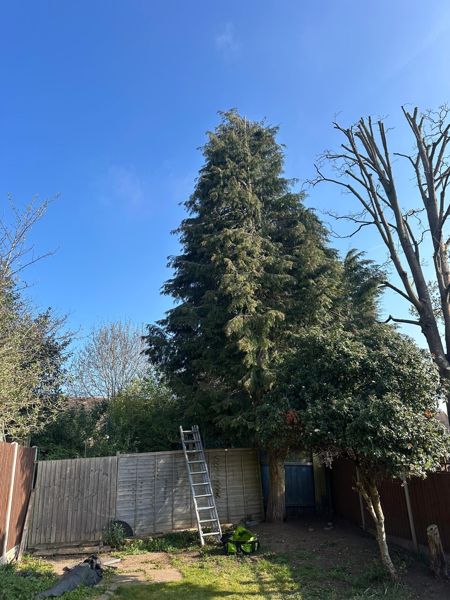 Large fir tree at the end of a back garden with a ladder leant against the fence