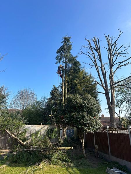Climber on ropes against a fir trunk in a garden with cut branches on the grass below
