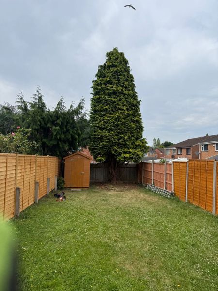 Tall dark green conifer behind an orange-brown shed, with fence panels either side and equipment on the lawn