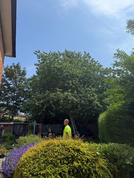 Large rounded broadleaf tree with a ladder leaning on it and a worker in hi-vis beside a yellow shrub