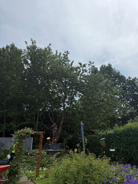 Climber on a rope high in a leafy tree above a garden arch, with cut branches lying on the ground below