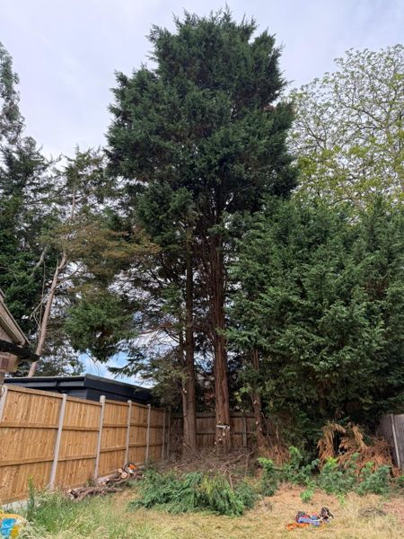 Group of tall dark green conifers behind a new close-board fence, with cut logs and branches on the grass