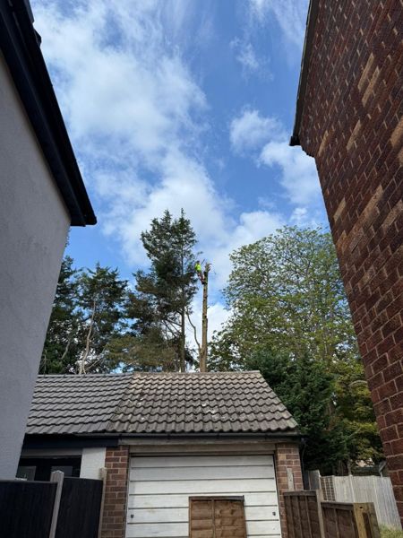 Climber in hi-vis high on a bare trunk above a garage roof, framed between two house walls