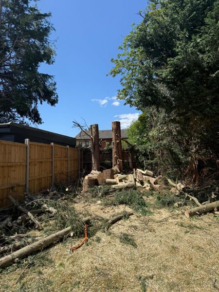 Two trunk stumps standing at the back of a garden with piles of logs and wood chip on the ground
