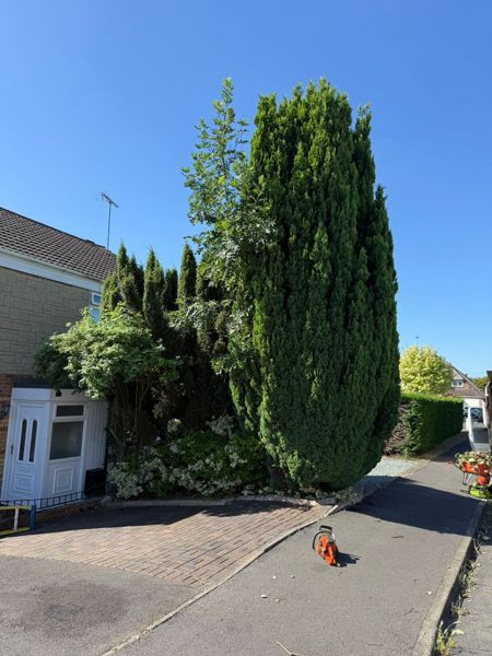 Tall narrow dark green conifer beside a white front door, with a chainsaw lying on the pavement
