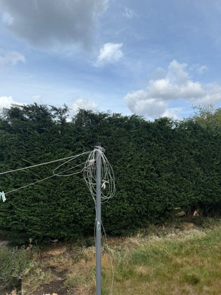 Dense dark green conifer hedge rising behind a grey rotary washing line pole and a dry lawn
